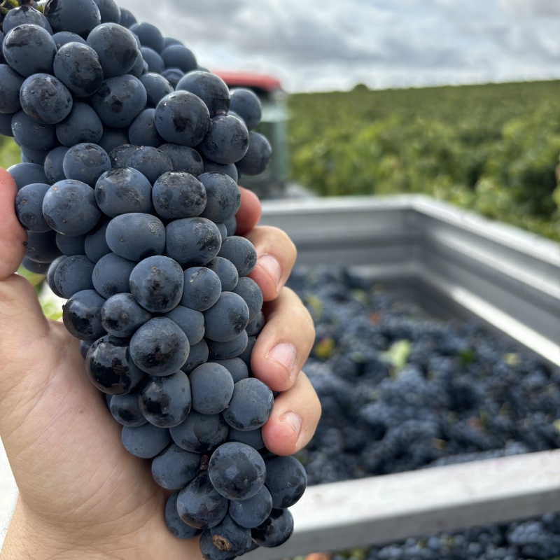 enoturismo en ribera del duero bodega torremilanos