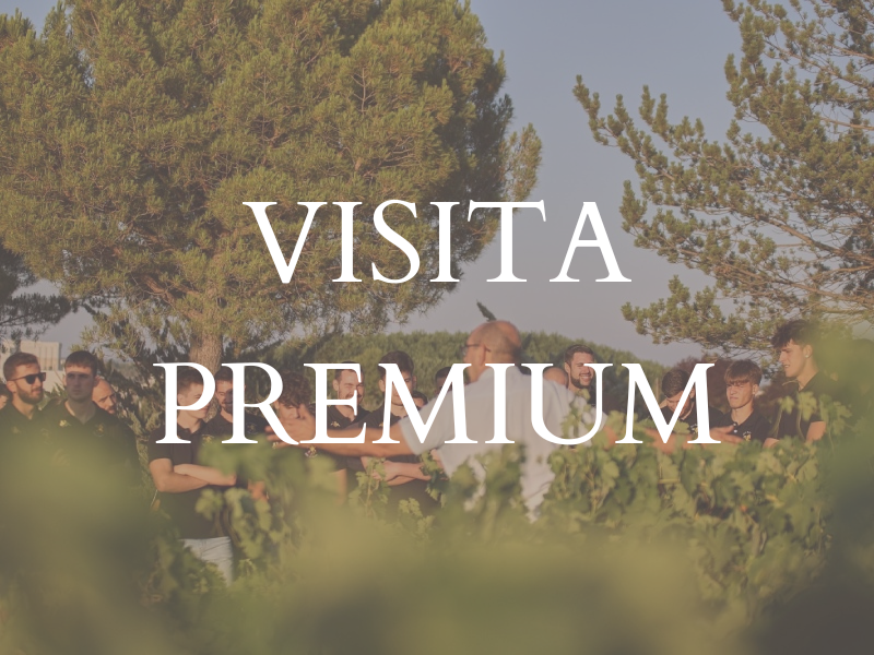 enoturismo ribera del duero visita premium
